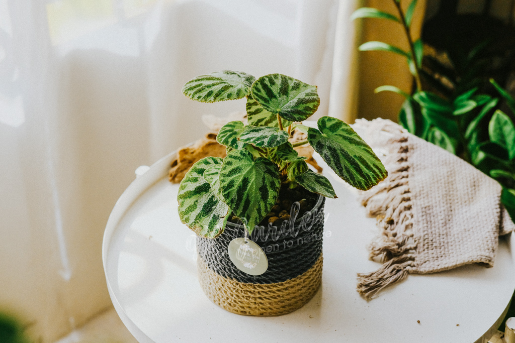 5 Sai Lầm Khi Chăm Sóc Cây Cảnh Trong Nhà | 9X GARDEN