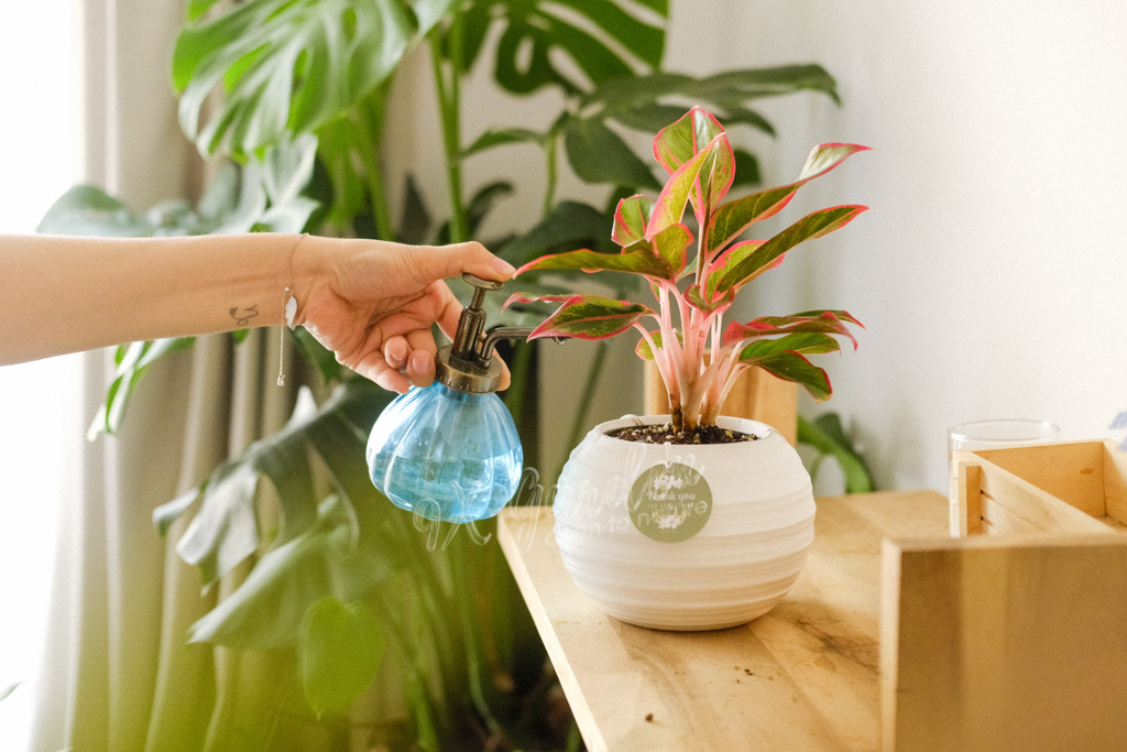 5 Sai Lầm Khi Chăm Sóc Cây Cảnh Trong Nhà | 9X GARDEN