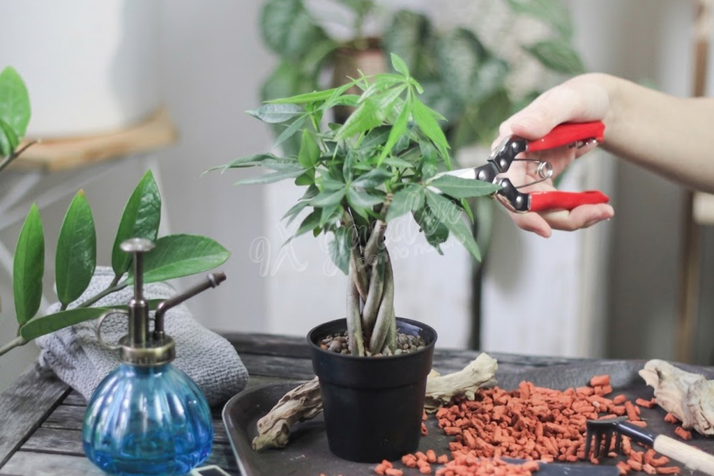 5 Sai Lầm Khi Chăm Sóc Cây Cảnh Trong Nhà | 9X GARDEN