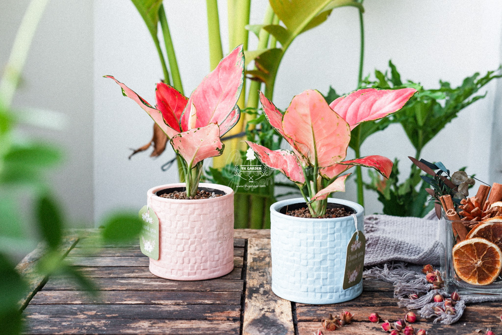 Bí Quyết Chọn Quà Tặng Xanh Dành Cho Phái Nữ Bí Quyết Chọn Quà Tặng Xanh Dành Cho Phái Nữ | 9X GARDEN