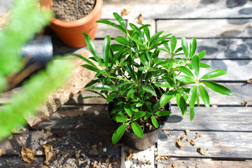 Bí Quyết Chọn Quà Tặng Xanh Dành Cho Phái Nữ Bí Quyết Chọn Quà Tặng Xanh Dành Cho Phái Nữ | 9X GARDEN