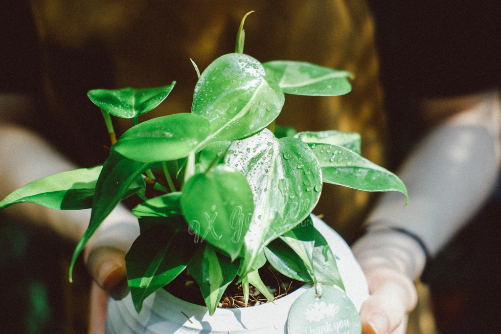 Bí Quyết Chọn Quà Tặng Xanh Dành Cho Phái Nữ Bí Quyết Chọn Quà Tặng Xanh Dành Cho Phái Nữ | 9X GARDEN