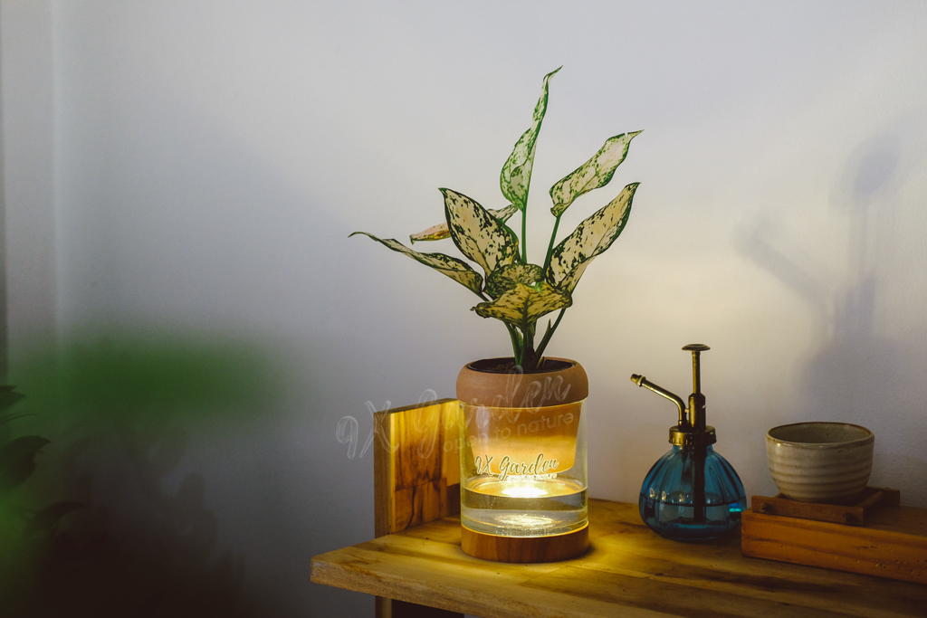 Bí Quyết Chọn Quà Tặng Xanh Dành Cho Phái Nữ Bí Quyết Chọn Quà Tặng Xanh Dành Cho Phái Nữ | 9X GARDEN