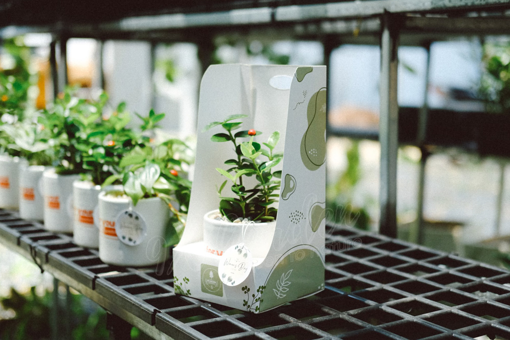Bí Quyết Chọn Quà Tặng Xanh Dành Cho Phái Nữ Bí Quyết Chọn Quà Tặng Xanh Dành Cho Phái Nữ | 9X GARDEN