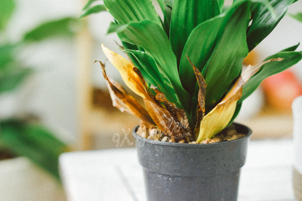 Cẩm Nang “Bắt Bệnh” Từ Lá Cây | 9X GARDEN