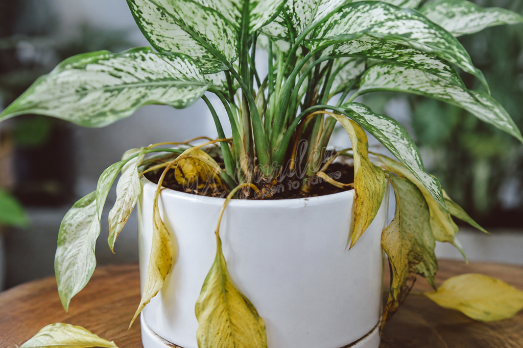 Cẩm Nang “Bắt Bệnh” Từ Lá Cây | 9X GARDEN