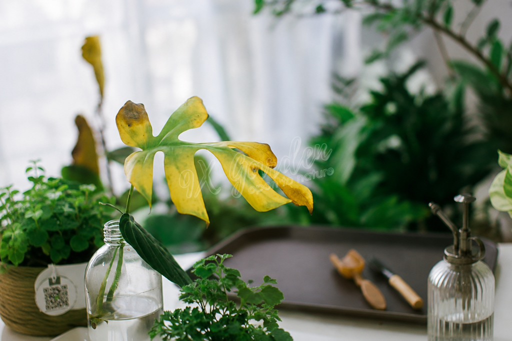 Cẩm Nang “Bắt Bệnh” Từ Lá Cây | 9X GARDEN