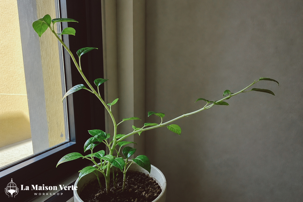 Cẩm Nang “Bắt Bệnh” Từ Lá Cây | 9X GARDEN