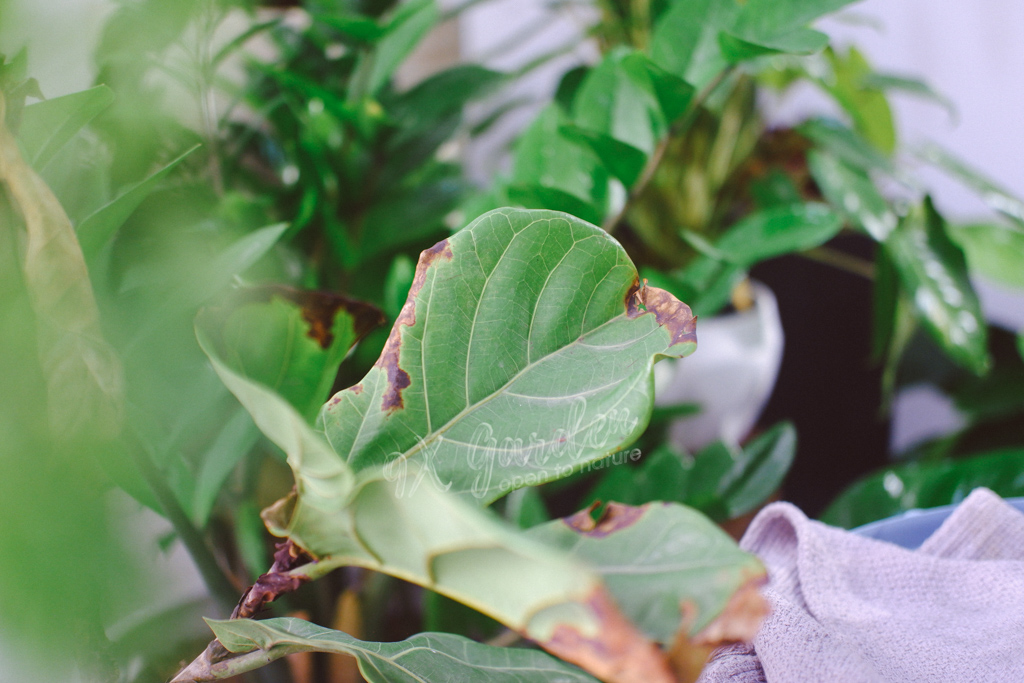 Cẩm Nang “Bắt Bệnh” Từ Lá Cây | 9X GARDEN